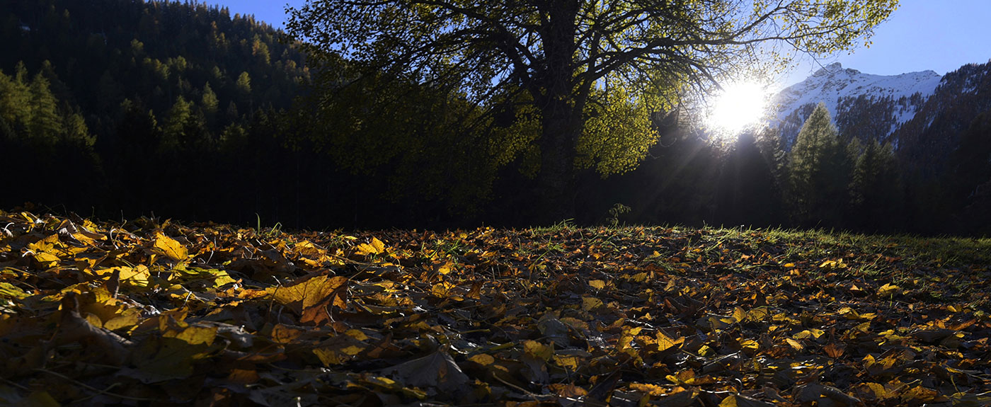 Herbstliches Licht auf einer Waldlichtung
