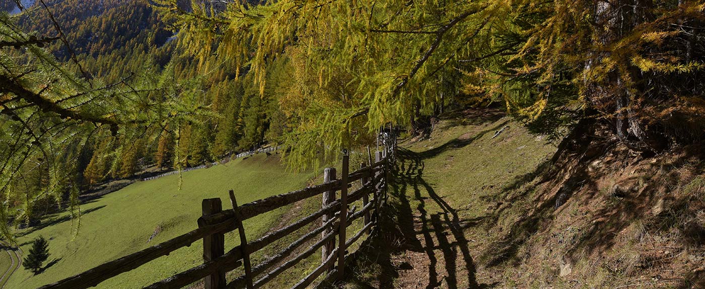 Mountain path with wooden fence and larches on a sunny day