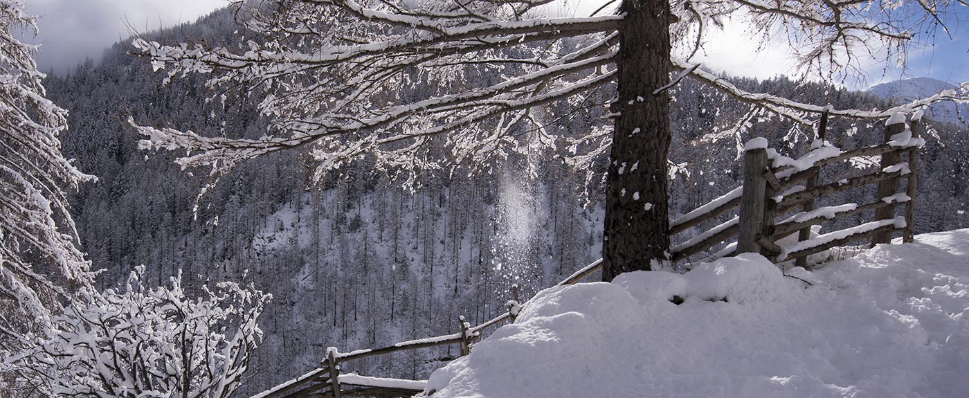 Snowy trees and hiking path in winter