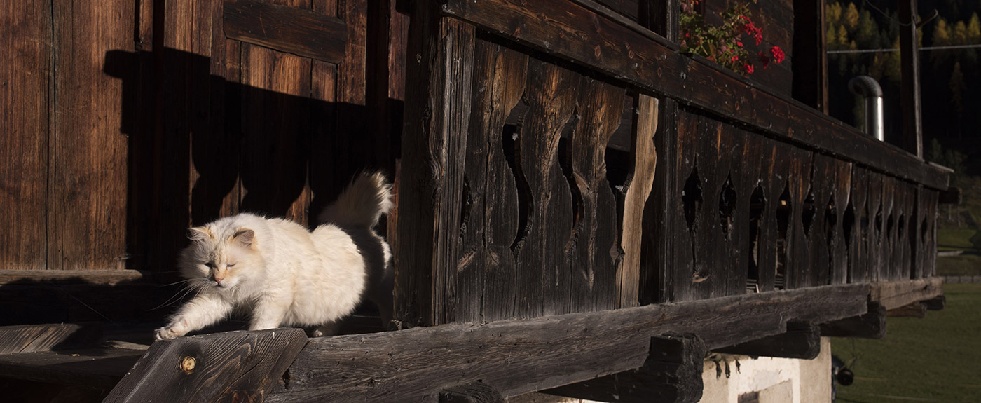 Holzbalkon eines alten Bauernhofes und eine Katze die Sonne tankt