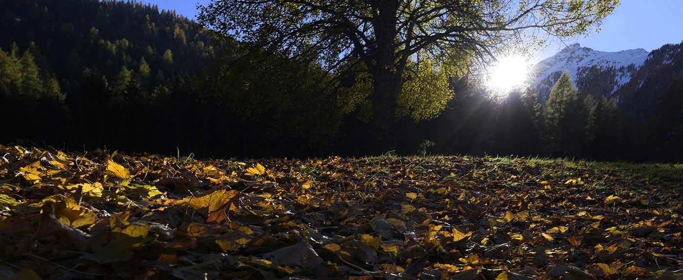 Luce autunnale su una radura