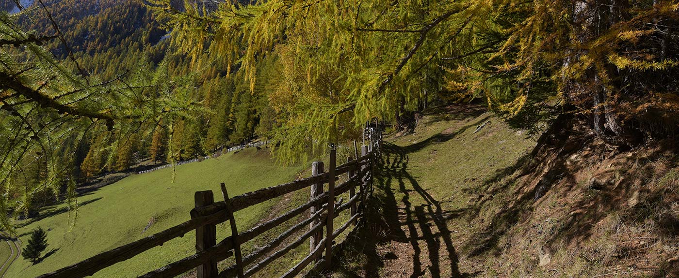 Wanderweg mit Holzzaun und Lärchen an einem Sonnentag